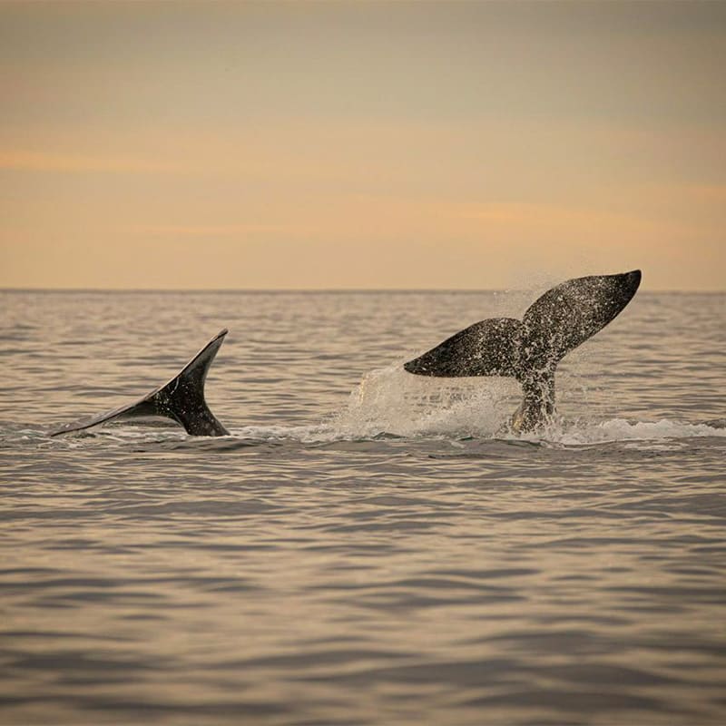 Ballena Jorobada: Ocean Camp