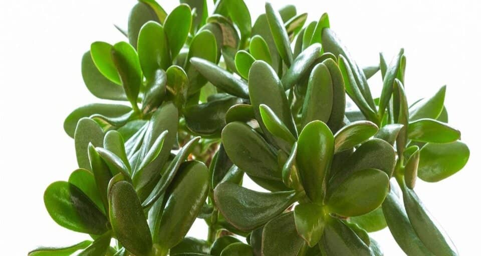 Chinese New Year Jade Plant San Jose Fever