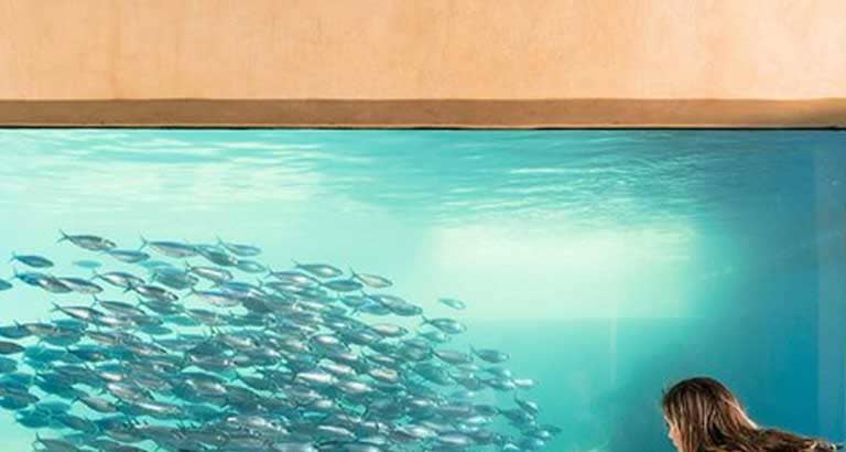 Glass Bottom Boat And Entry At AQWA Perth Tickets Fever glass-bottom-boat-and-entry-at-aqwa-perth-tickets-fever