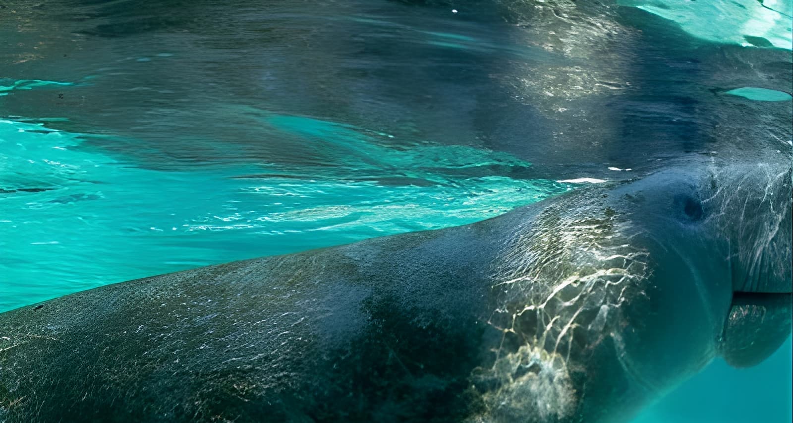 2.5Hour Guided Group Kayak Tour on Big Hickory Pass (Fort Myers