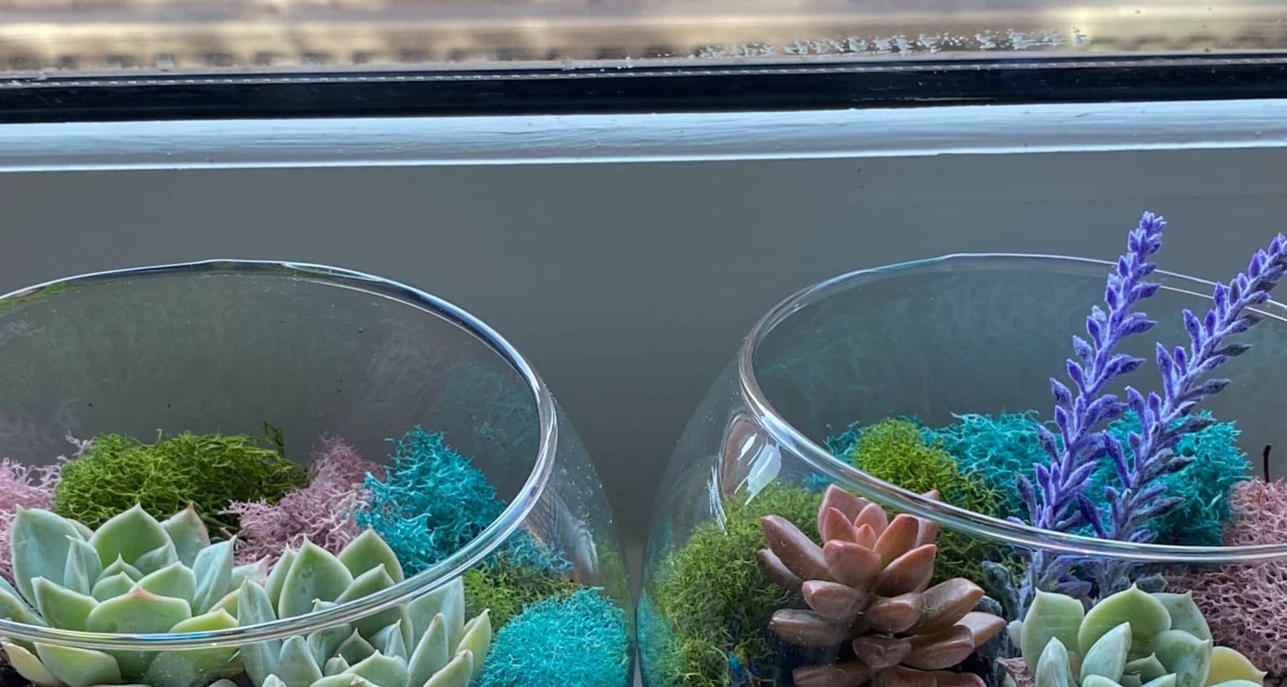 Open Succulent Terrarium NYC Fever