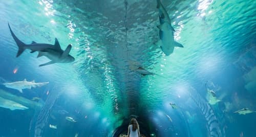 Billet coupe-file pour l'Oceanogràfic et l'Hemisfèric à Oceanogràfic València