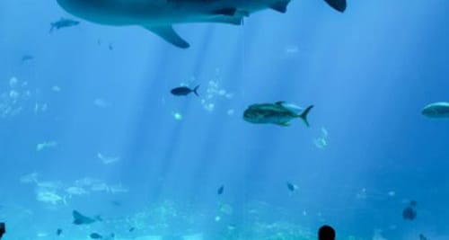 Georgia Aquarium: Skip The Line Ticket (Atlanta) Tickets
