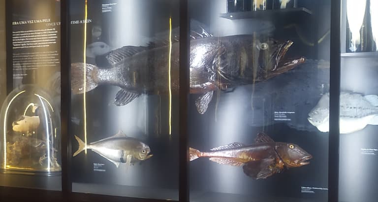 Visit to the Vasco da Gama Aquarium