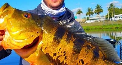 Peacock Bass Fishing Trips Near Miami Florida (Miami) Tickets | Fever