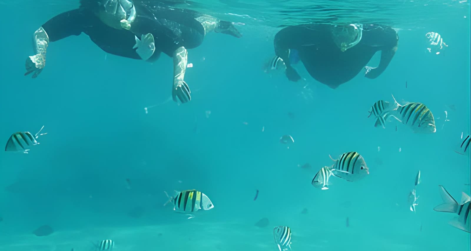 Curated visual reference: Luxury Snorkeling On Your Vacation Exclusively Private Guaranteed Photo Inspiration