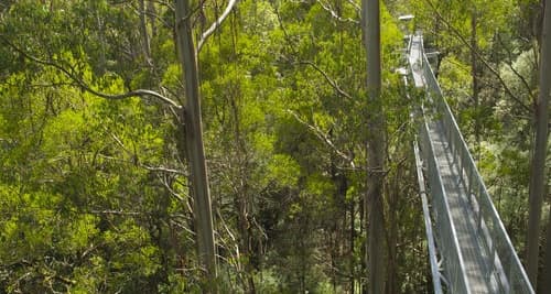 Otway Fly Treetop Walk: Stroll the Magestic Otway Ranges Melbourne | Fever