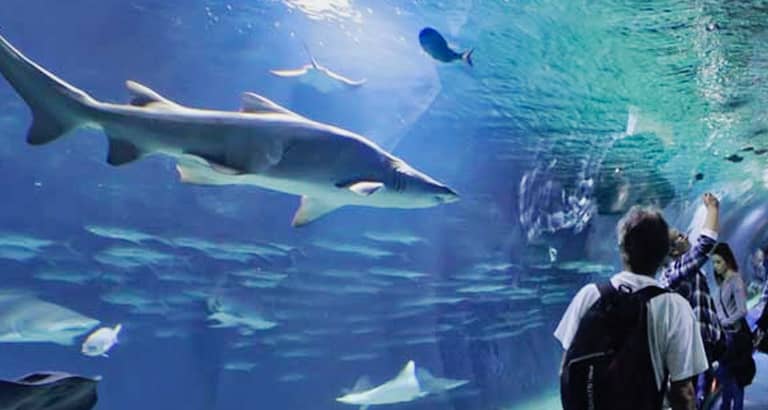 ¡Visita el Oceanogràfic, el acuario más grande de Europa! - Valencia ...