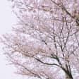Mysterious Cherry Blossom Tour