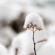 Nieve 7