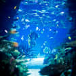 Oceanário de Lisboa: Mergulha nesta aventura!