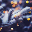 Pukka Christmas Trees