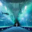 ﻿Skip the line tickets to the Oceanogràfic and the Hemisfèric