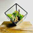 Zen Crystals Weekend Terrarium Class