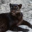 Animal 8