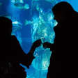 Sea Life London LATES