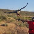 Experience Raptors and Falconry in Reno