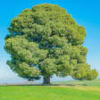 Árbol 9