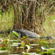 ﻿Everglades: Paseo en hidrodeslizador, espectáculo de fauna salvaje & Transporte de ida y vuelta desde Miami