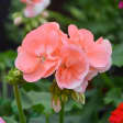 Flores de verano 1