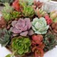 Build Custom Succulent Centerpieces at Il Fiorista!