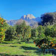 Mallorca: Valle de los Naranjos y Valldemossa Visita Guiada + Traslados