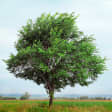 Árbol 11