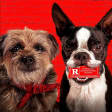 Strays AMC Tickets - Los Angeles