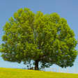 Árbol 3