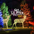 LUMAGICA: Un bosque encantado