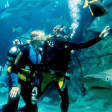 Melbourne SEA LIFE Aquarium Shark Dive Xtreme Experience