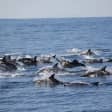 Swim With Wild Dolphins in Tauranga