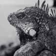 The Night of the Iguana