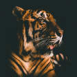 The Big Cat Murder Mystery
