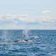 Boston Harbor Whale Watch Cruise