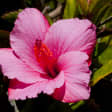 Primavera 4