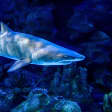 Aquaria KLCC