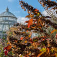 New York Botanical Garden