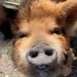 KuneKune Pig Farm Tour