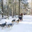 Dog Sledding 1/2 Day Tour from Toronto