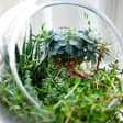 RÉALISEZ VOTRE TERRARIUM