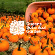 Pumpkin Patch en Queens Botanical Garden