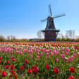 Long week-end férié : Amsterdam, Rotterdam, Festival Tulipes et Moulins à vents !