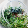 Date Night Terrarium Class For Two