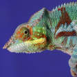 Reptil 1