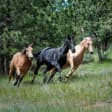 ﻿Visite guidée des légendes vivantes des chevaux de course champions