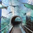 Sea life (Domestic market)