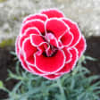 Flores de verano 4