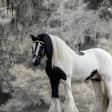 Gypsy Gold Horse Farm Tour