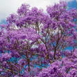 Primavera 2
